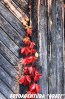 2011-10-22_16-59-12 2011-10-22_16-59-12